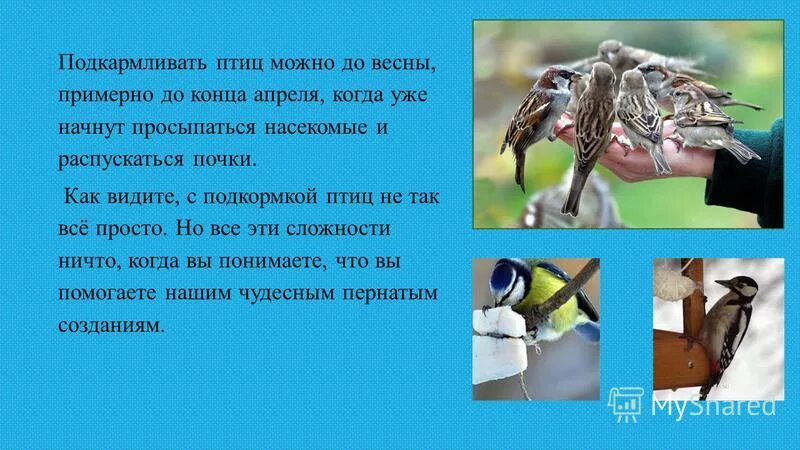 Меню пернатых. Чем подкармливать птиц зимой. Зимняя подкормка птиц. Почему подкармливание птиц в теплое время. Зимняя подкормка птиц.
