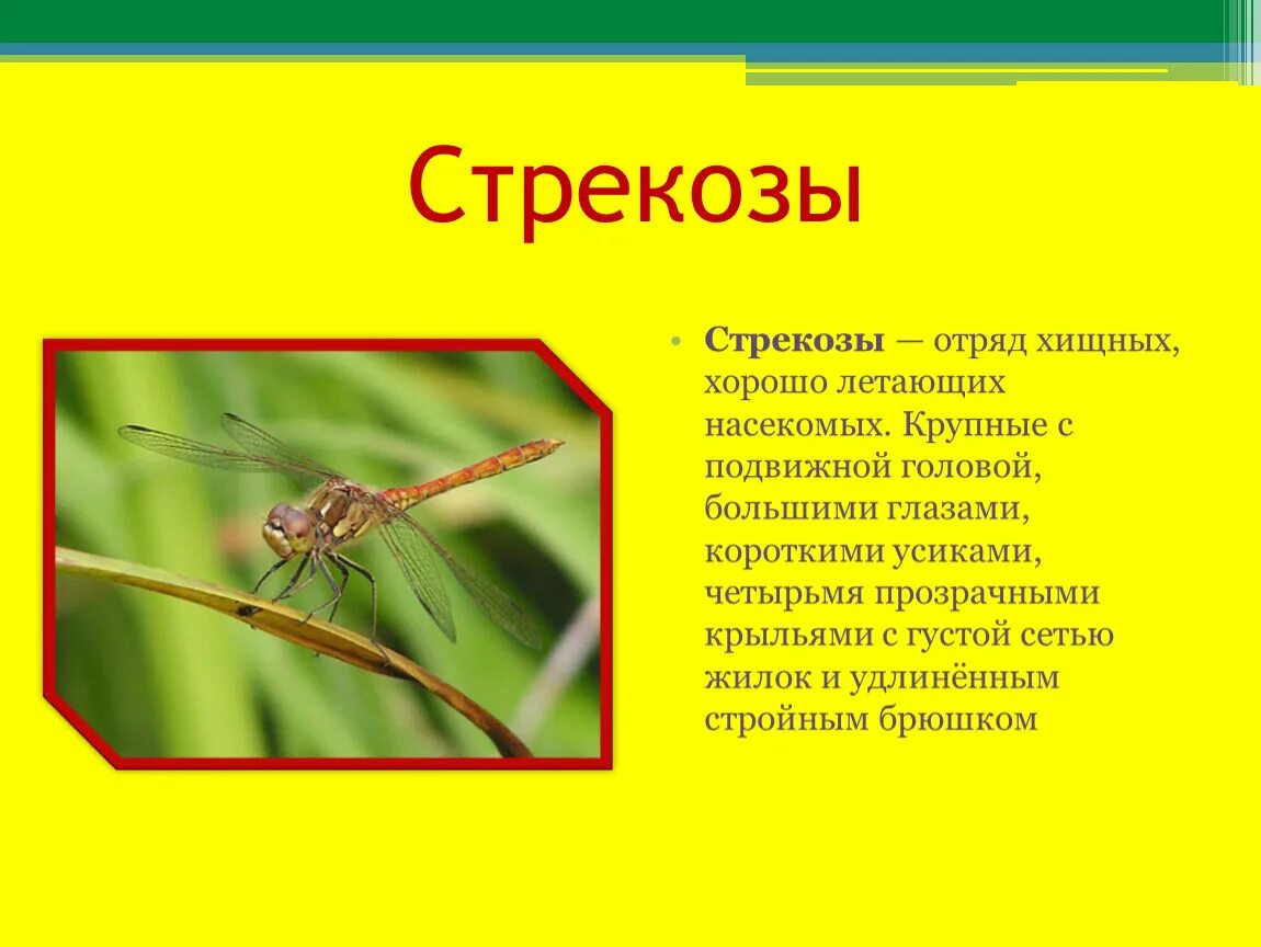 Насекомые с описанием. Рассказ о насекомых. Описание насекомых для детей. Сообщение о стрекозе. Текст про насекомых