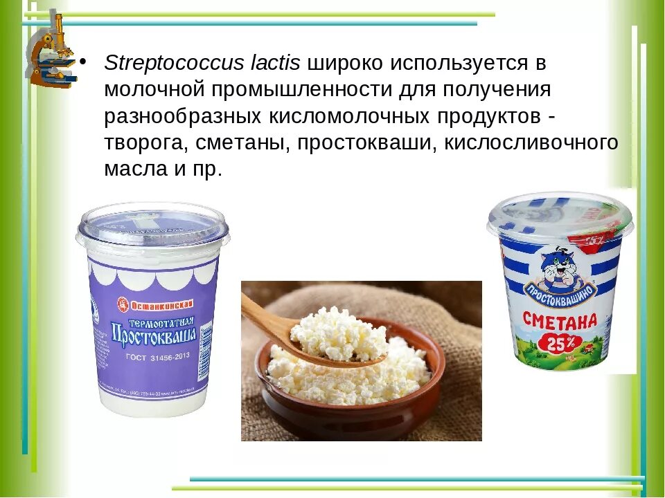 Бактерии использующиеся для производства молочнокислых продуктов. Молочнокислый стрептококк. Кисломолочка в промышленности. Бактерии в простокваше. Дрожжи используются человеком для производства кисломолочных