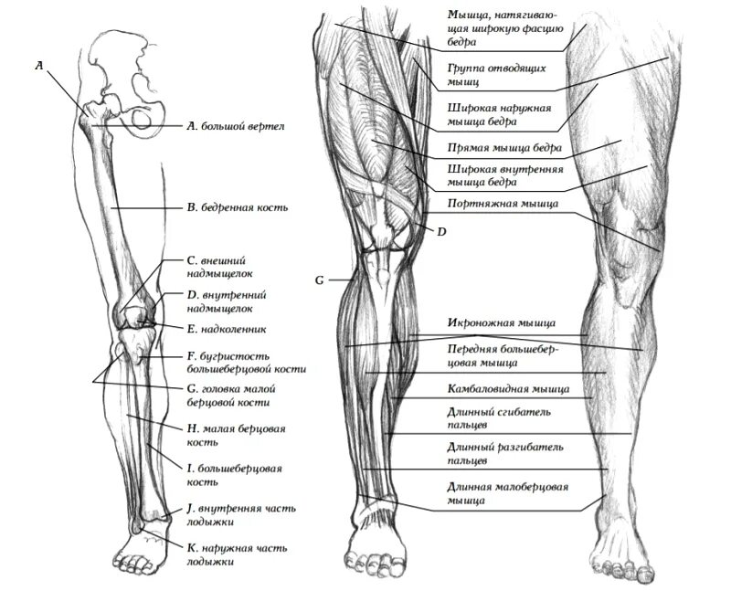 Левой нижней конечности. Голень человека анатомия кости мышцы. Как называется нижняя часть ноги спереди.