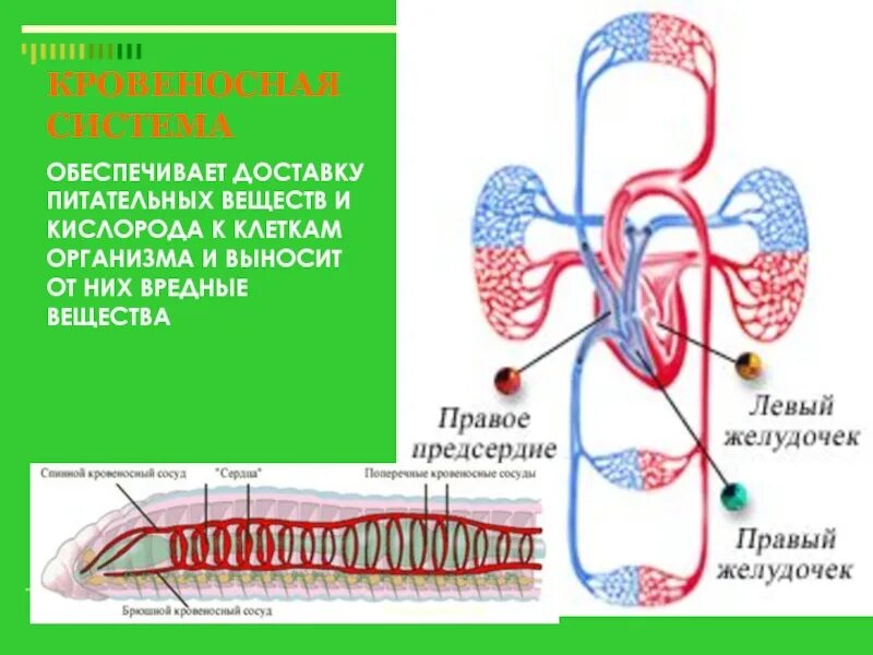 Кровь лимфа тканевая жидкость схема. Транспорт кислорода к клеткам тела функция. Газообмен в легких 8 класс биология. Из крови питательные вещества и кислород поступают в. Внутренняя среда организма.