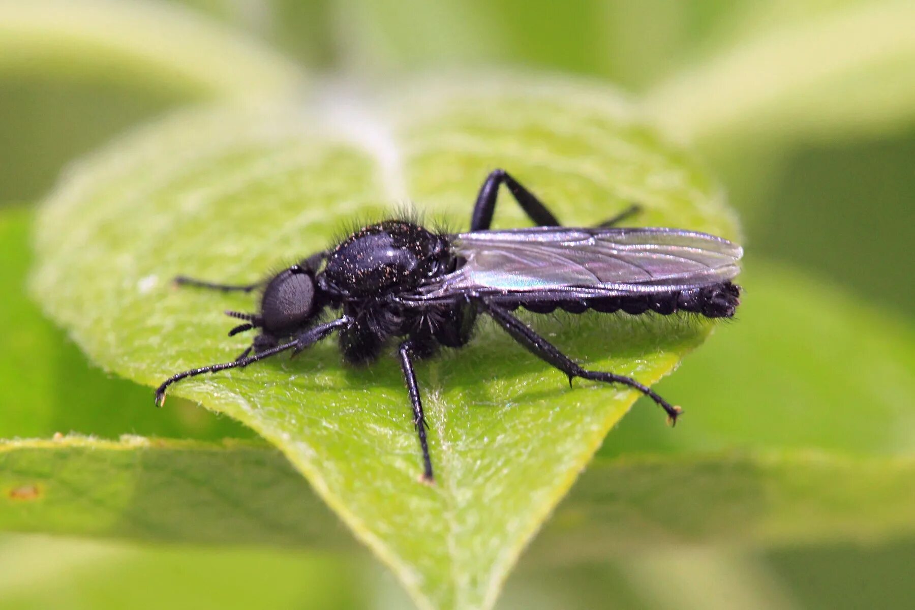 Канализационная муха бабочница. Личинки мушек, сциариды. Bibio муха. Маленькие мухи. Муха (насекомое) короткоусые.