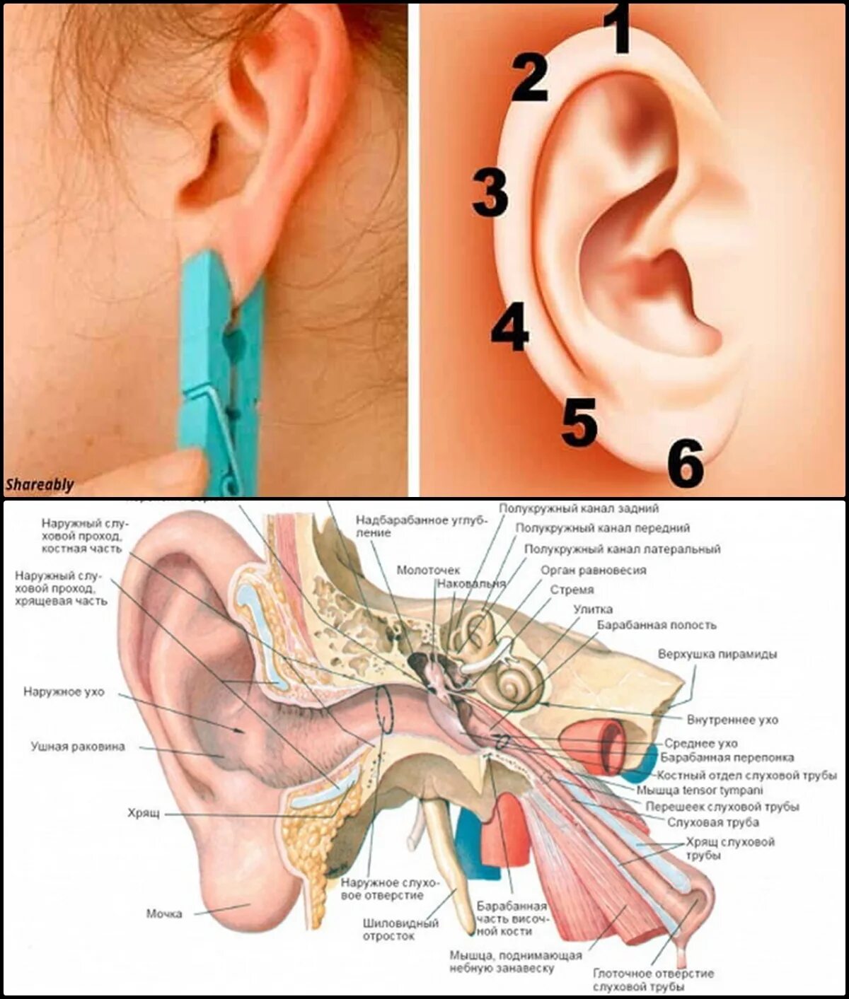 Прищепка. Точки на ухе. Ухо и точки органов на ухе.
