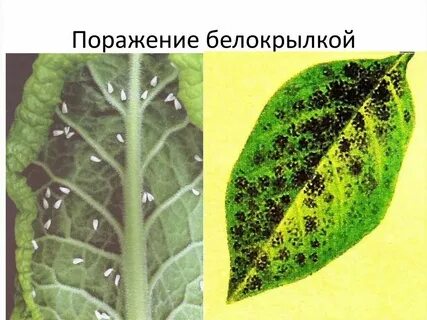 Травм лист