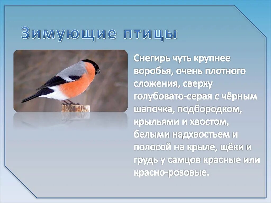 Предложения про птиц