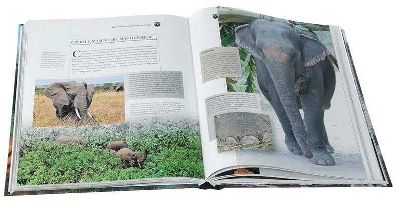 умные карточки живой мир. живой мир сайт. энциклопедия росмэн. живой мир энциклопедия росмэн. лесли колвин живой мир обложка.