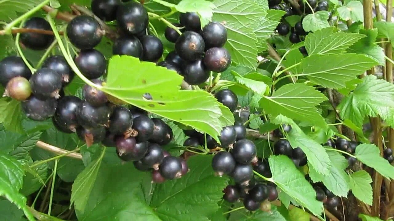 Лучшие сорта смородины. Лучшие сорта смородины