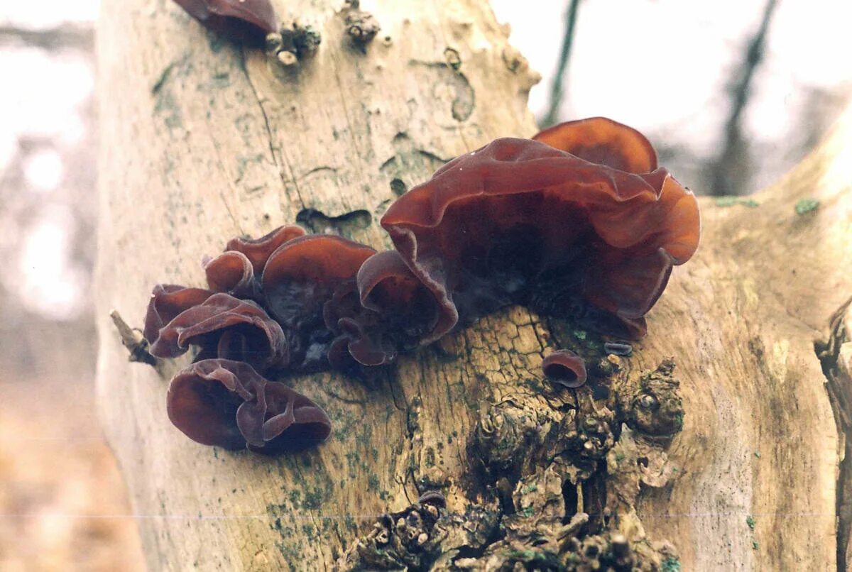 Китайский древесный гриб. Черный древесный гриб муэр. Китайские грибы муэр. Иудино ухо гриб. Аурикулярия уховидная (древесный гриб),.