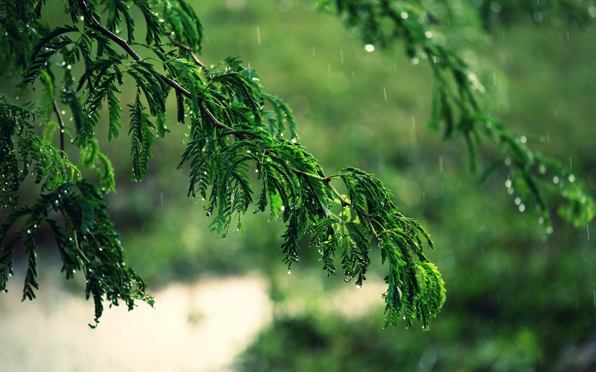 Raining tree