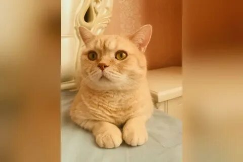 Видео кота без