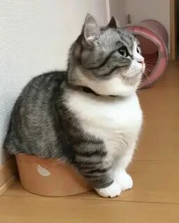 Комару кошка