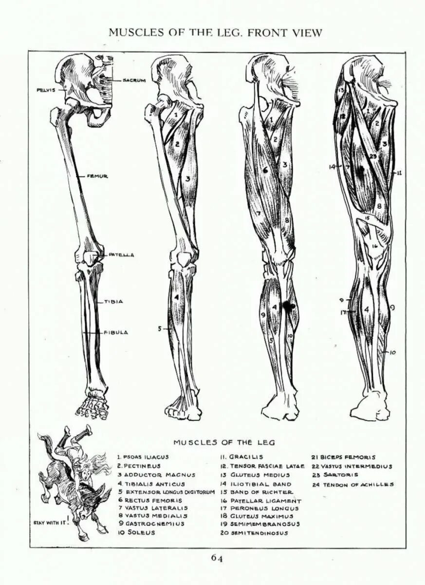 Строение нижних конечностей анатомия. Мышцы нижней конечности анатомия строение. Кости и мышцы нижних конечностей человека анатомия. Мышечный скелет ноги человека. Скелет человека бедро