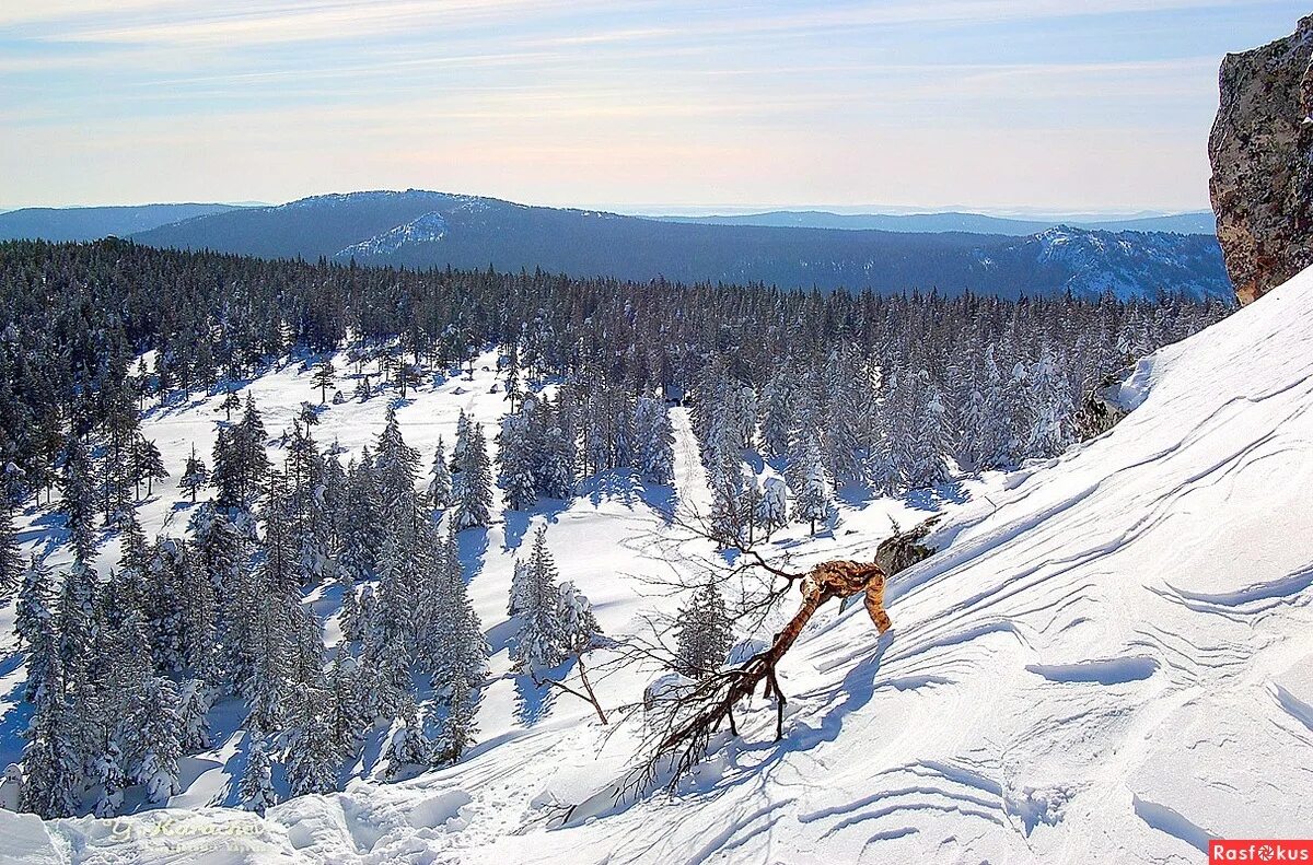 Гребень леса