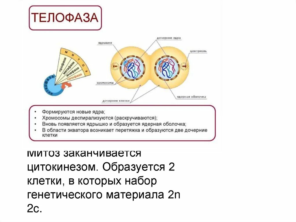 Образуется две дочерние клетки. Жизненный цикл клетки. точки контроля клеточного цикла. цитокинез митоза. цитокинез цикл.