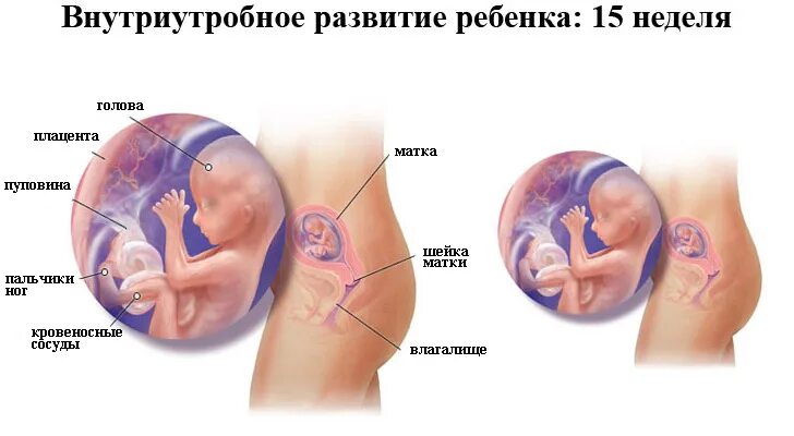 Как выглядит ребенок 15 15 неделя беременности: что происходит с мамой и малышом