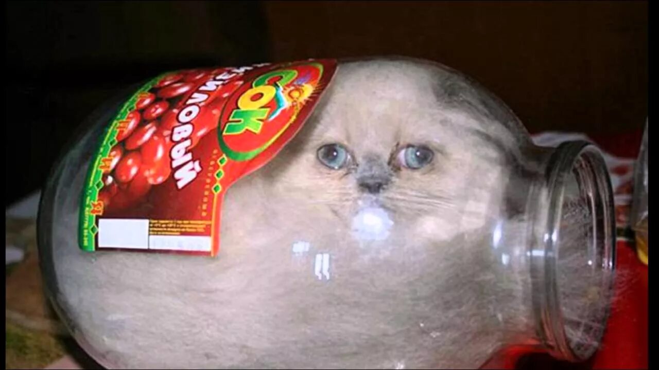 Не ешь меня. Кот в банке. котенок в банке. кот в банке мем. не ешь подумай.