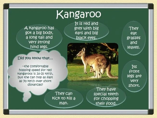 A kangaroo can перевод. A kangaroo can перевод
