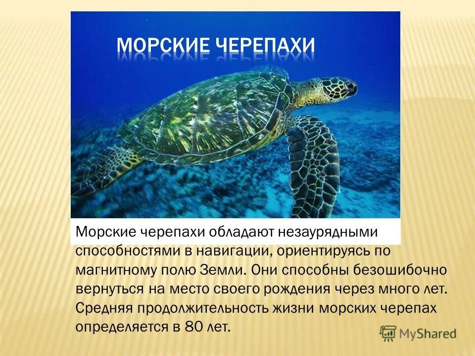 К какой группе относятся морские черепахи. Информация о морской черепахе. Морские черепахи презентация. Морская черепаха описание. Презентация на тему черепахи.