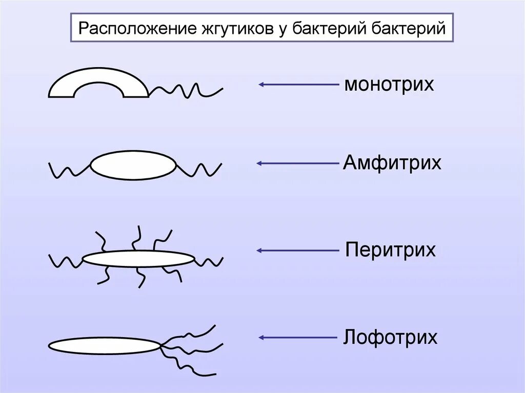 Лофотрихи. Расположение жгутиков у бактерий амфитрихи. Лофотрихи амфитрихи. Расположение жгутиков у бактерий. Расположение жгутиков у бактерий микробиология.
