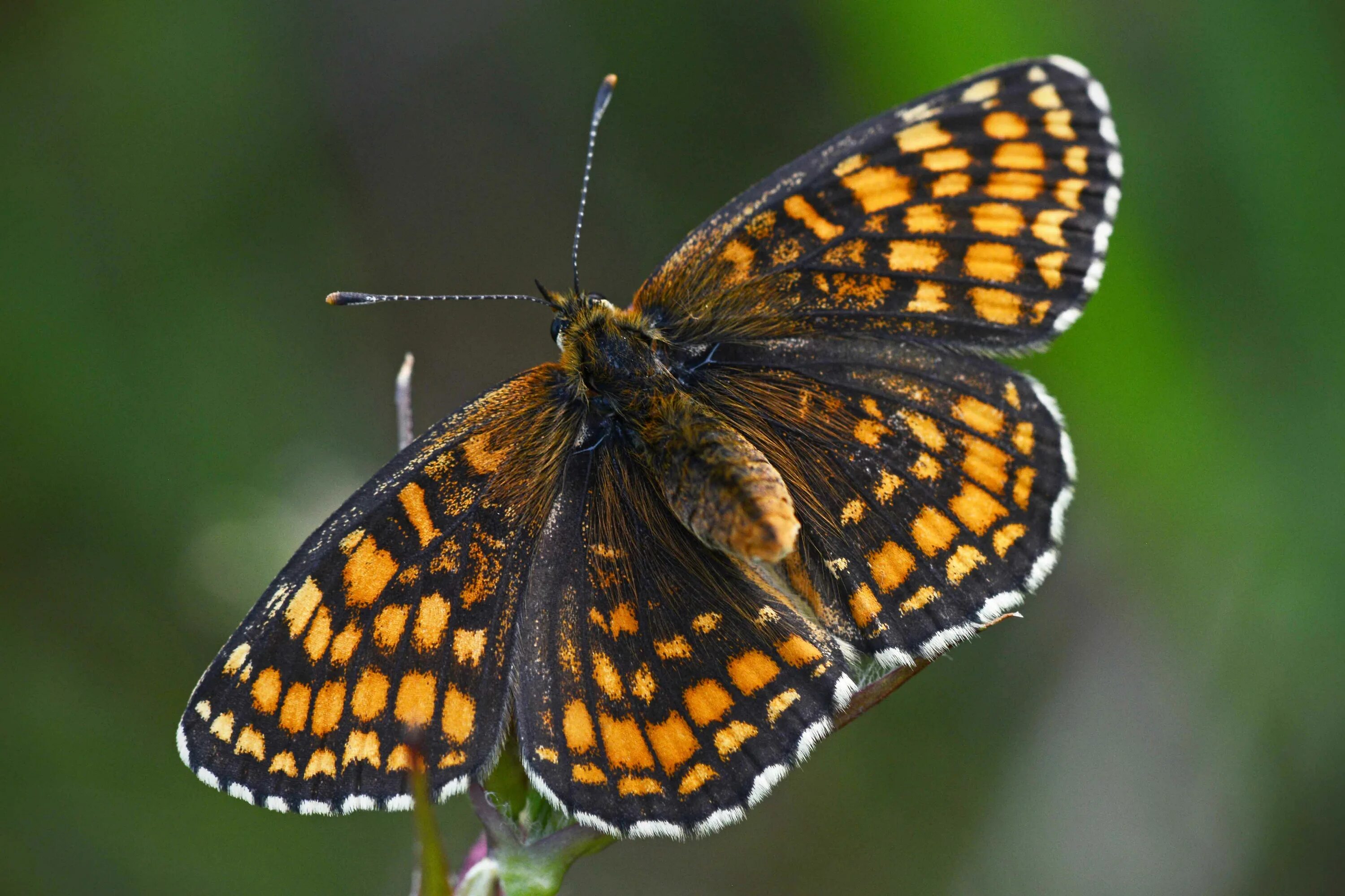 Семейство бабочек 7 букв. Carterocephalus silvicola. Семейство нимфалиды. Бабочка парусник подалирий. Аполлон эверсманна гусеница.