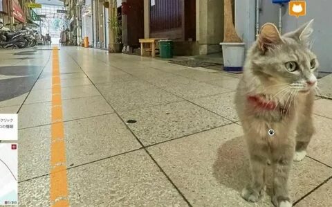 Hello street cat 4chan