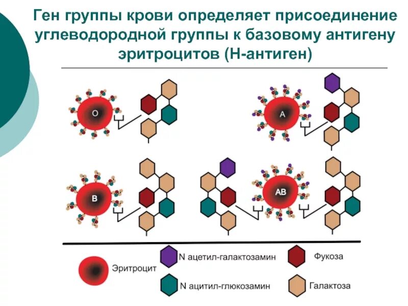 Ген отвечающий за группу крови. Строение эритроцитарных антигенов. Антигены и антитела системы групп крови ав0. Антигенная структура групп крови схема. Антигенная структура ав0.