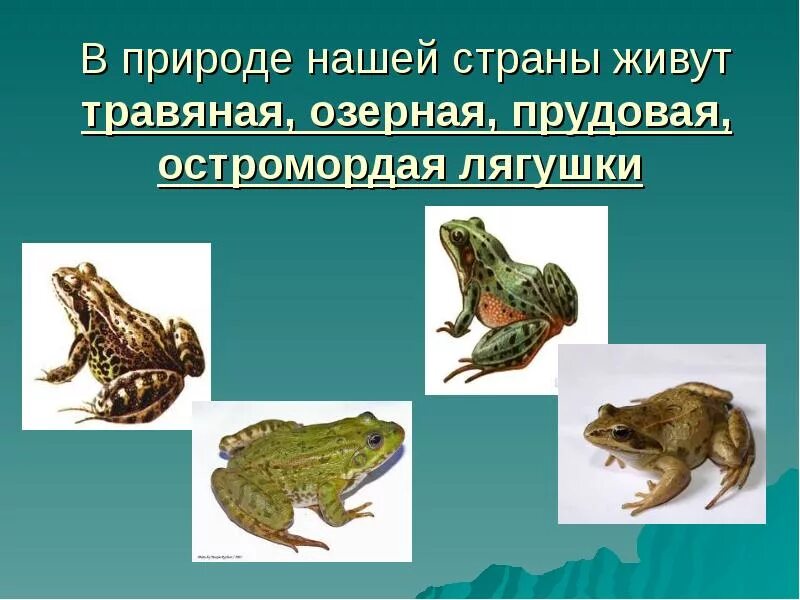 Земноводных корень. Травяная и остромордая лягушки. Лягушка для презентации. Темы для презентаций Жабы. Класс земноводные лягушка.