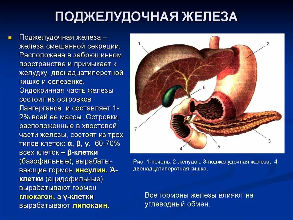 Двенадцатиперстная кишка биология 8 класс. Внешняя секреция поджелудочной железы. Секреция поджелудочной железы внутренняя секреция. Поджелудочная железа расположена в забрюшинном пространстве. Внешняя и внутренняя секреция поджелудочной железы.