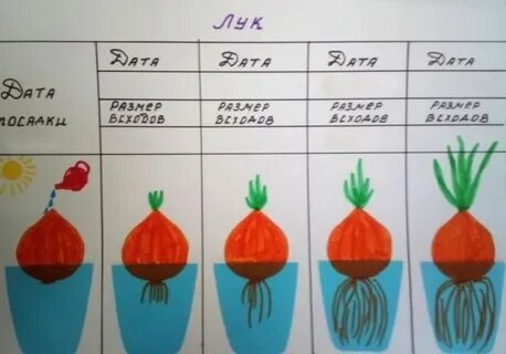 Опыт с морковкой 2 класс функциональная