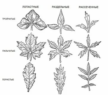 Листья пальчато раздельные край выемчатый
