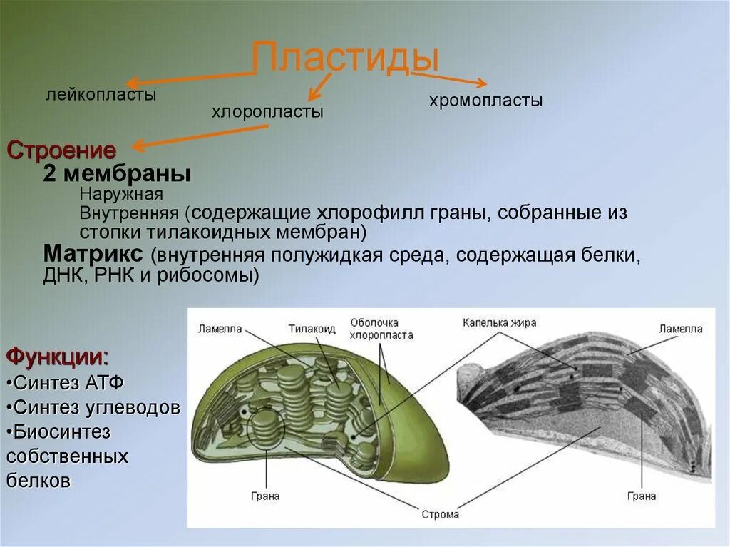 Строение органоида хлоропласта. Пластиды хлоропласты хромопласты лейкопласты функции. Пластиды хлоропласты хромопласты лейкопласты строение. Строение пластидов лейкопластоов. Строение хлоропласта лейкопласта и хромопласта.