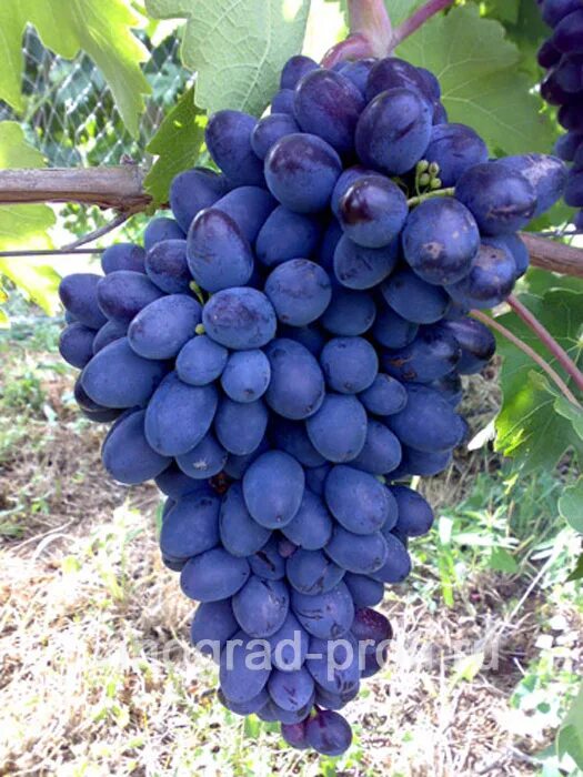 Виноград графиня описание сорта фото отзывы видео. Фа. Тасон. Синий виноград негруля. Виноград памяти- негруля.