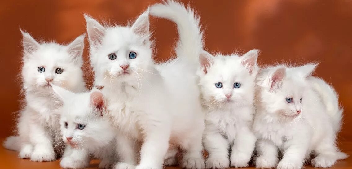 Белый кот мейн кун с голубыми глазами. Белые мейн куны. Мейн кун белый. Мейн кун белый котенок. Белый котенок мейн куна.