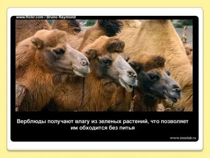 Интересные факты о верблюдах