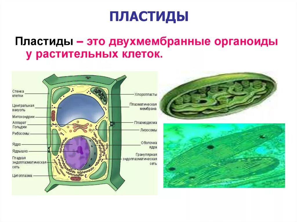 Хлоропласты эукариотической клетки. Строение клетки 9 класс биология пластиды. Хлоропласты клетки зарисовка. Строение клетки пластиды 5 класс биология. Клетка с пластидами и хлоропластами.