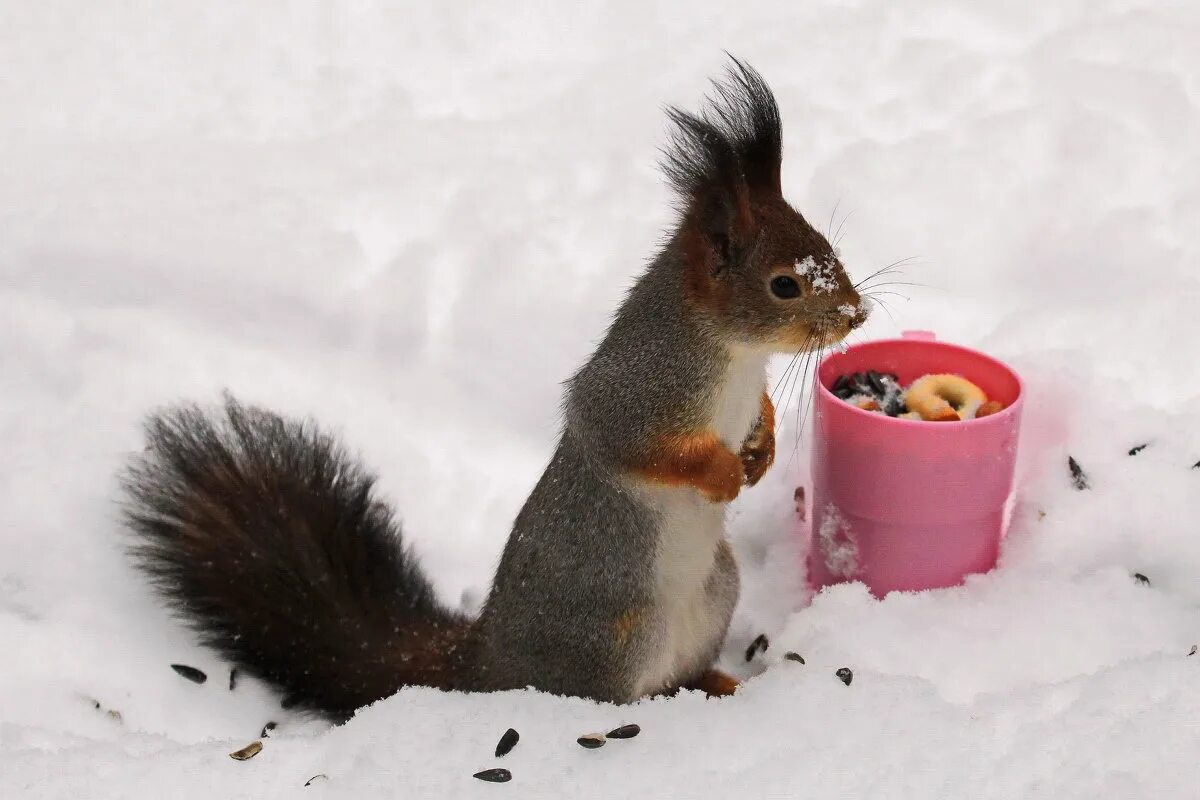 подкармливать животных зимой. забота о диких животных. белка зимой. покорми животных зимой. кормушки для белок зимой.