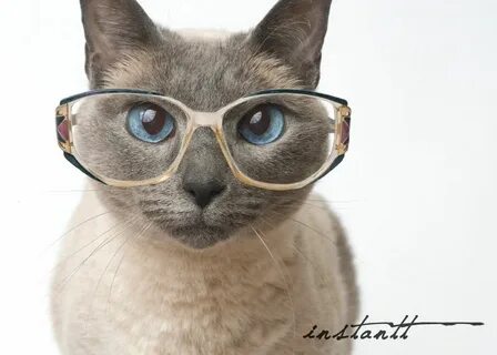 Коте в очках