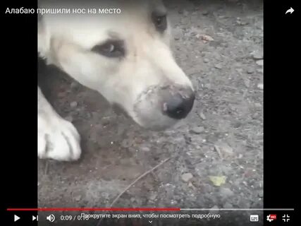 Алабай телеграмм