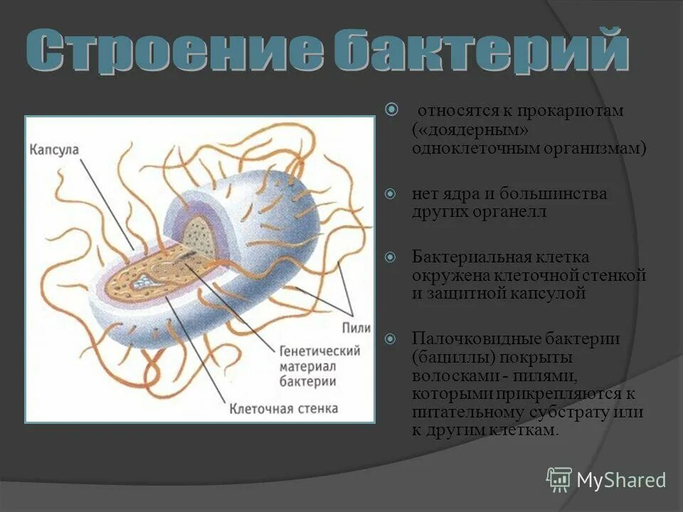 Бактерии доядерные организмы презентация 7 класс биология. К доядерным организмам относятся. К доядерным организмам относятся относят. Доядерные прокариоты. Какие организмы относят к доядерным прокариотам.