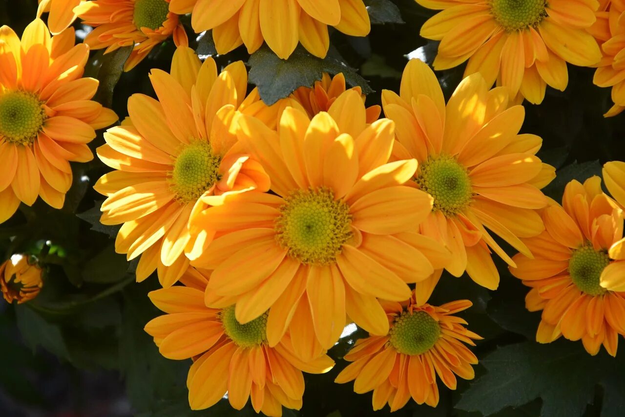 Оранжевые цветы. Жёлтый цветок. Желто оранжевые цветы. Желтые герберы. Mums flowers
