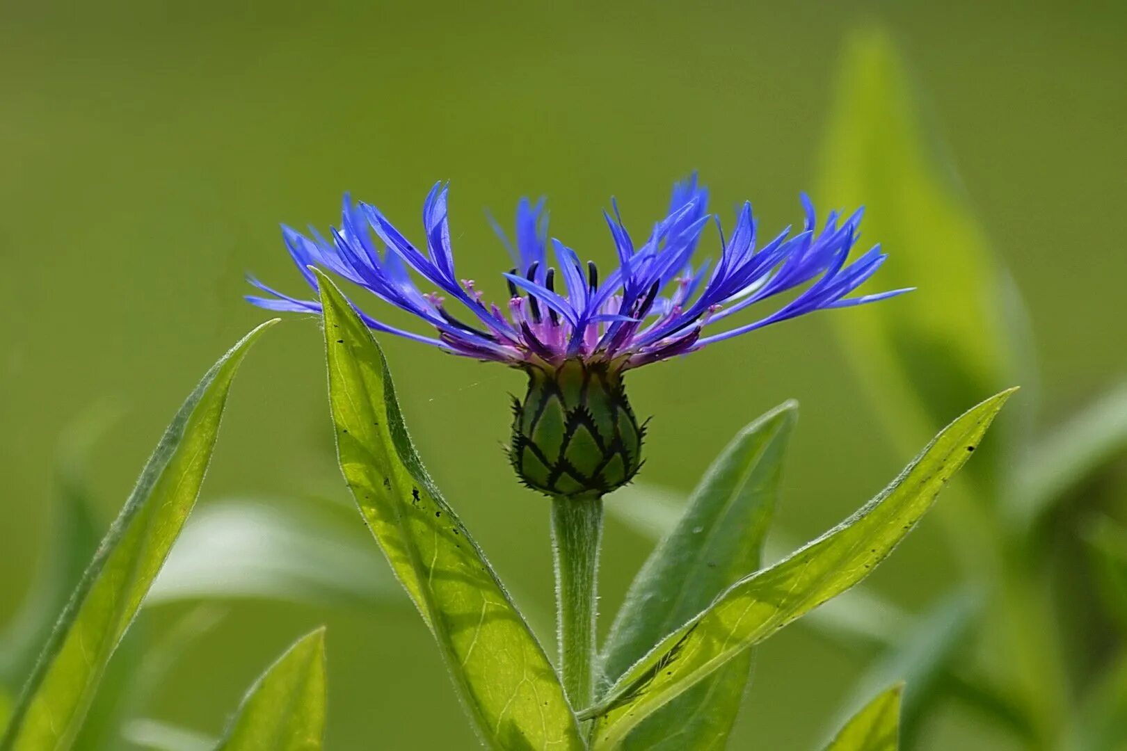 Род василька. Василек полевой Centaurea cyanus. Василек Карпатский. Василёк Луговой (лат. Centaurea jacea). Василек гребенчатый.