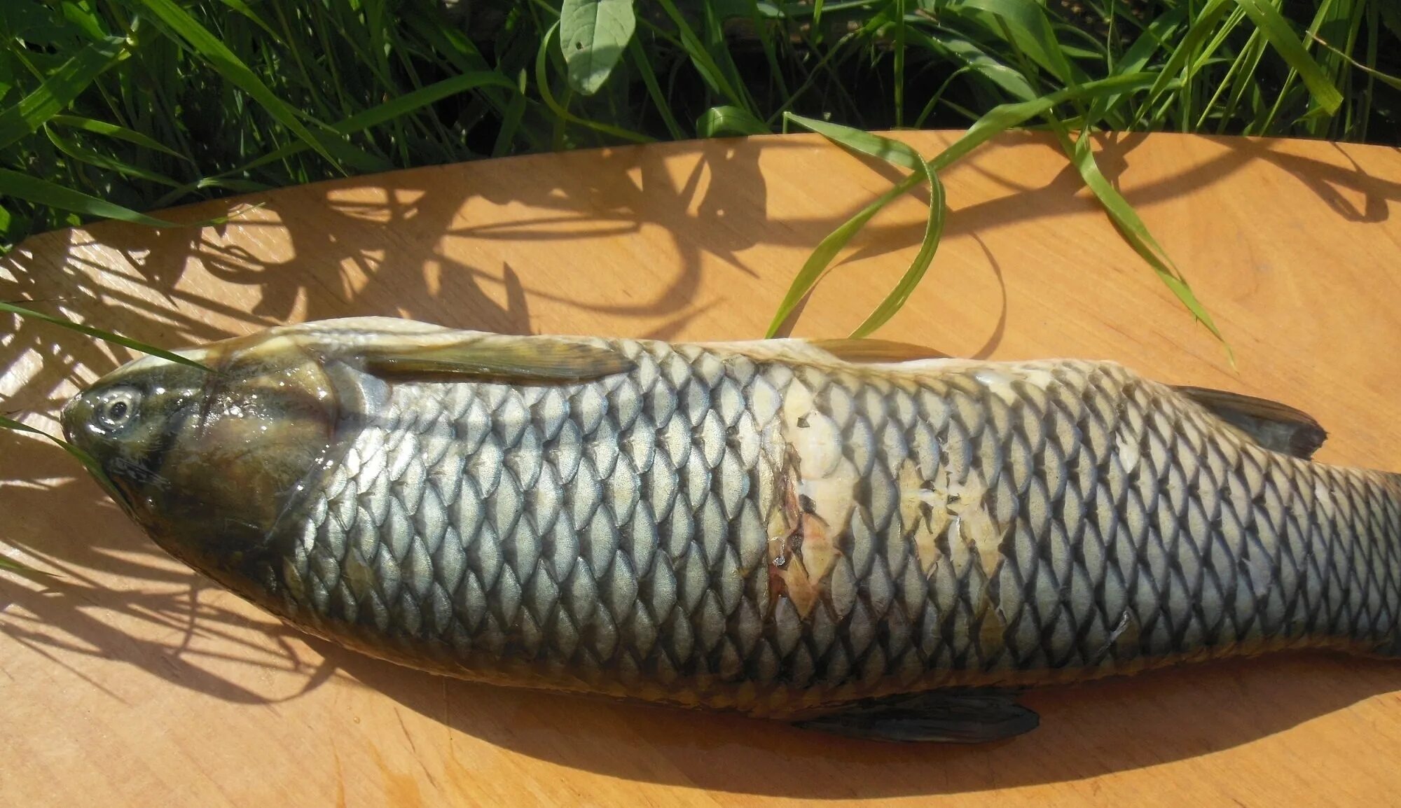 Белый амур на мангале. Амур рыба. Запеченный белый амур. Белый амур вкусная. Амур рыба мясо.