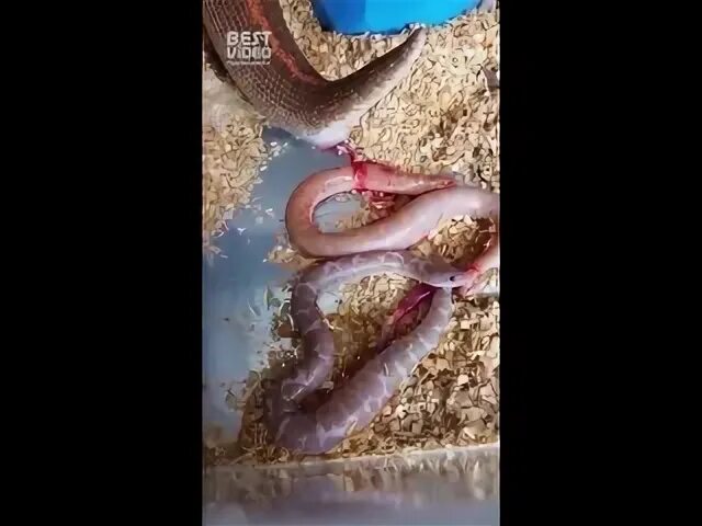 Сон змея рожает змей. Детеныши змей. Через чего рожают змеи. Сон змея рожает змей. Фильм как женщина родила змею.