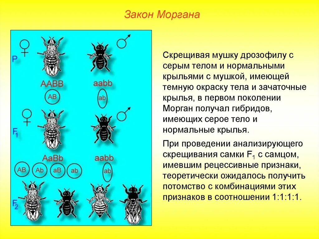 Таблица сравнения нормальных и мутантных форм дрозофил. Сцепленное наследование опыты Моргана. Закономерности наследования т. Моргана. Сцепленное наследование Морган дрозофила. Закон Моргана дрозофила.