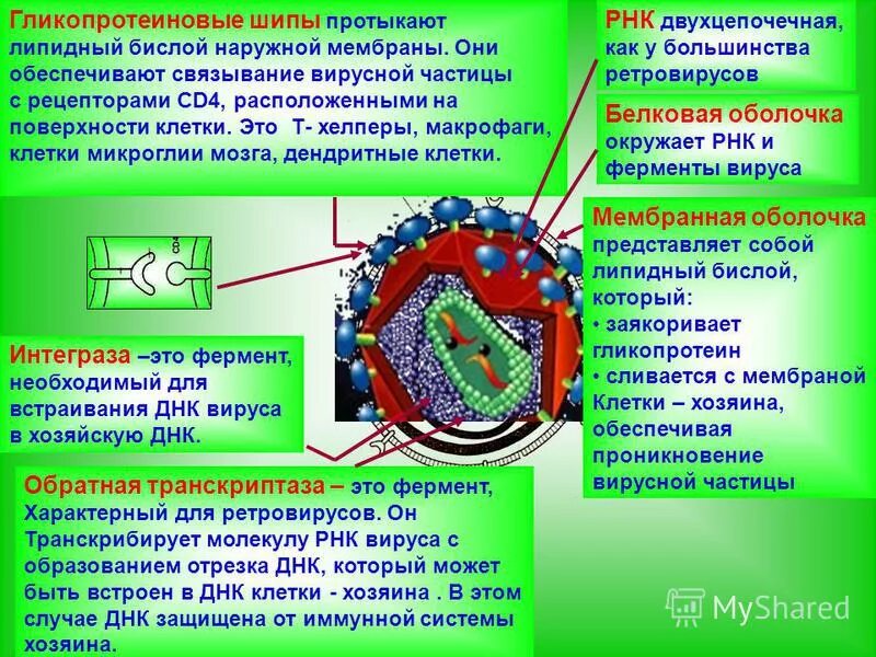 в клетку проникла вирусная рнк следующей последовательности. внедрение вируса в клетк. жизненный цикл рнк содержащих вирусов. цикл репродукции рнк + вирусов. жизненный цикл рнк и днк вирусов.