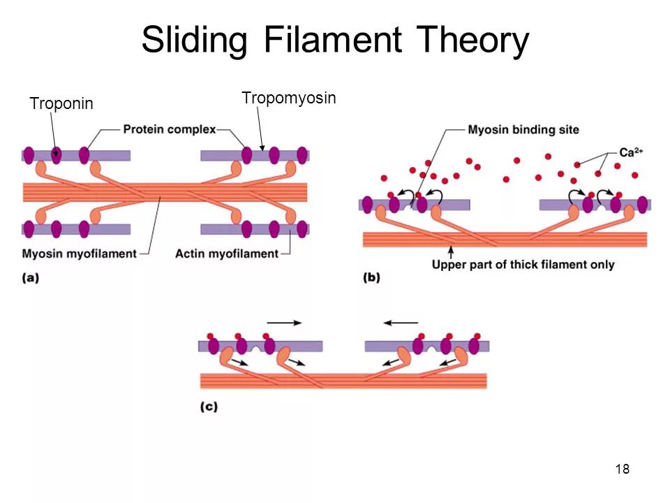 Sliding Filaments Theory of muscle contraction. Sliding Filament Theory. Тропонин i 1500. Mechanism of Sliding muscle.