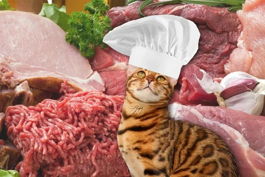 Можно кормить котят сырым мясом