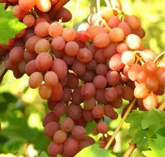 Саженцы винограда почтой наложенным