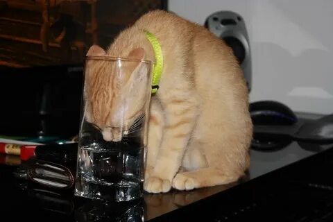 Кот не есть только пьет воду