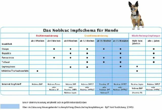 Сколько надо прививок собаке. Прививки по возрасту собакам мелких пород. Схема прививки щенков мультиканом. Таблица прививок для собак немецкой овчарки. Схема прививок для щенков немецкой овчарки.